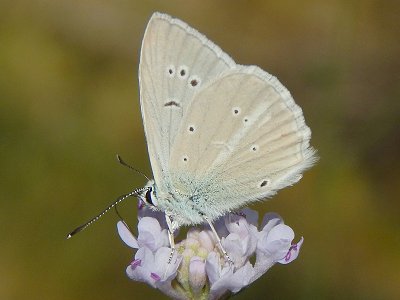 Polyommatus dolus dolus