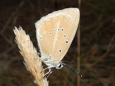 Polyommatus dolus dolus