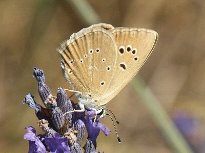 Polyommatus dolus dolus