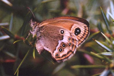 Coenonympha dorus