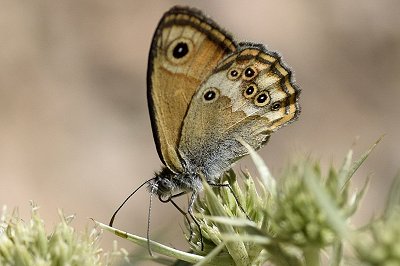 Coenonympha dorus