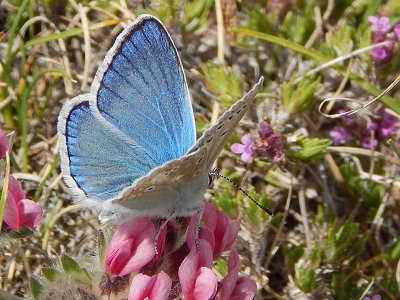 Polyommatus dorylas