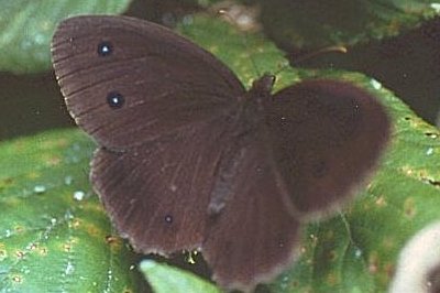 Minois dryas