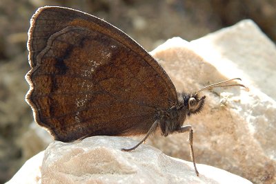 Minois dryas