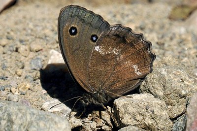 Minois dryas
