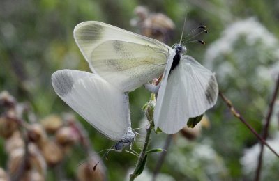 Leptidea duponcheli