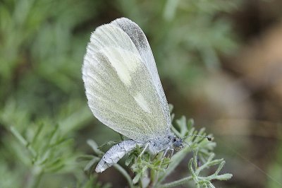 Leptidea duponcheli