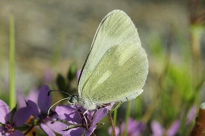 Leptidea duponcheli