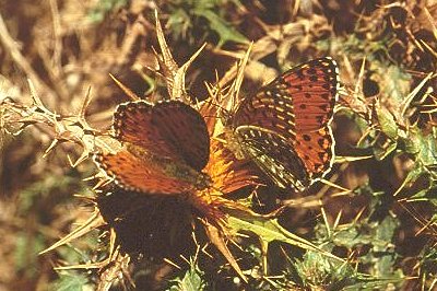 Fabriciana elisa