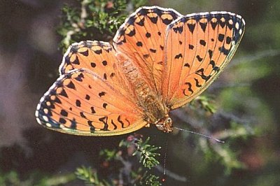 Fabriciana elisa