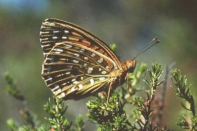 Fabriciana elisa