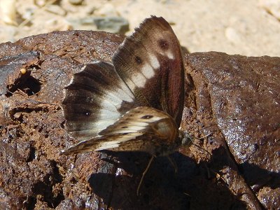 Hipparchia ellena