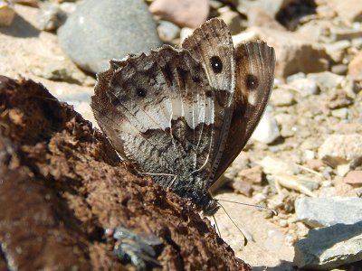 Hipparchia ellena