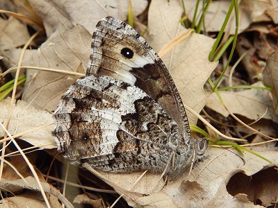 Hipparchia ellena
