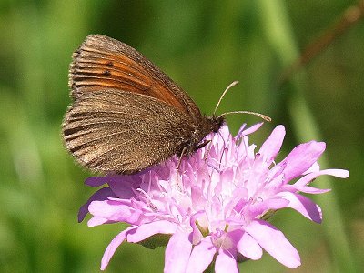 Erebia epiphron aetheria