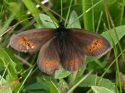 Erebia epiphron mackeri