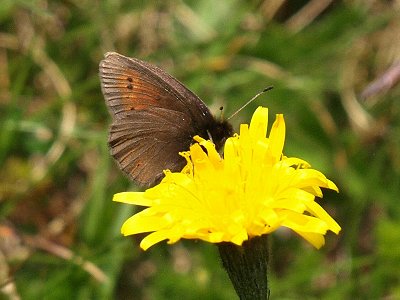 Erebia epiphron mackeri