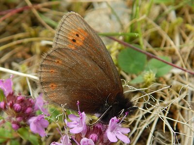 Erebia epiphron mnemon