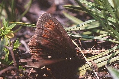 Erebia epiphron roosi