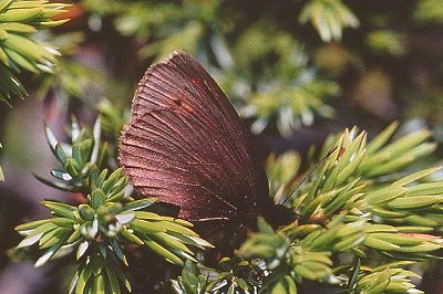 Erebia epiphron roosi