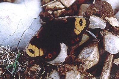 Erebia epistygne viriathus