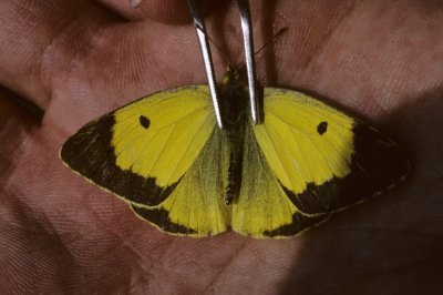 Colias erate