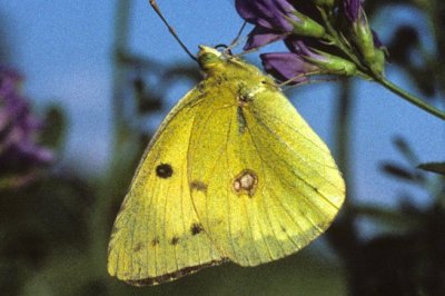 Colias erate