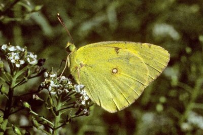 Colias erate