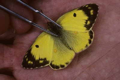 Colias erate f. polyographus