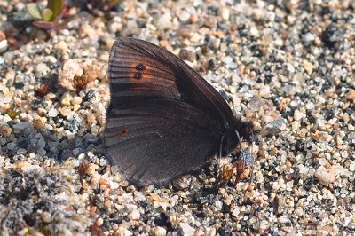 Erebia polaris