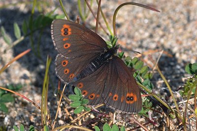 Erebia polaris