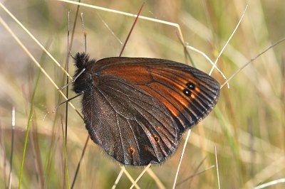Erebia polaris