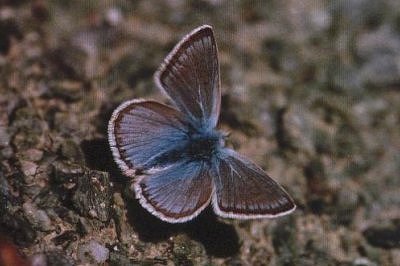 Polyommatus eros