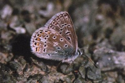 Polyommatus eros