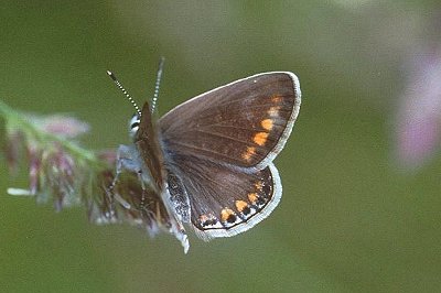 Polyommatus eros eroides