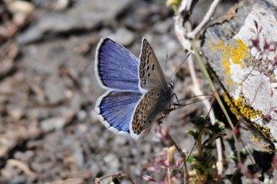 Polyommatus escheri