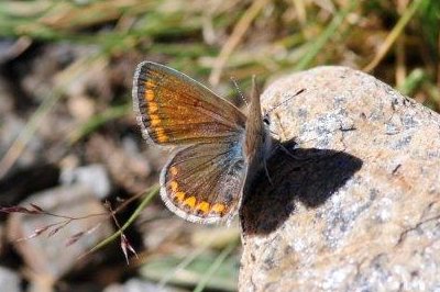 Polyommatus escheri