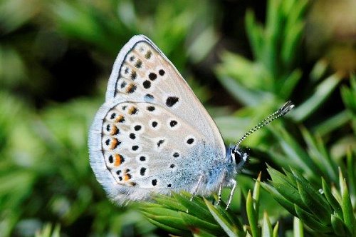 Polyommatus escheri