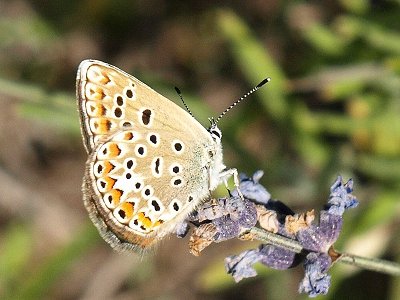 Polyommatus escheri