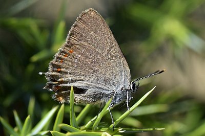 Satyrium esculi