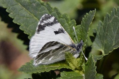 Euchloe eversi
