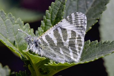 Euchloe eversi