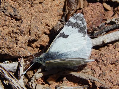 Euchloe eversi