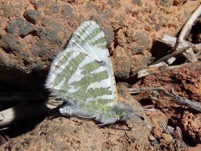 Euchloe eversi