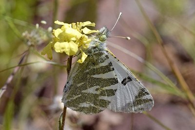 Euchloe grancanariensis
