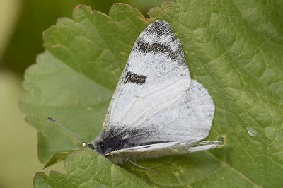 Euchloe grancanariensis