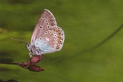 Eumedonia eumedon