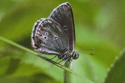 Eumedonia eumedon