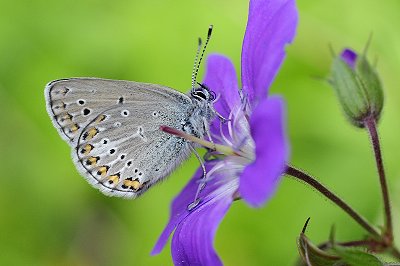 Eumedonia eumedon