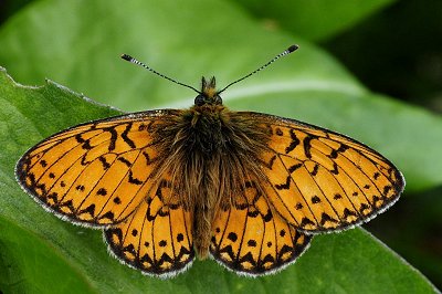 Boloria eunomia